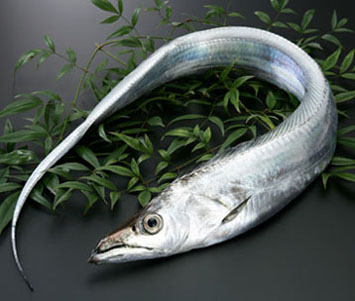 【魚大俠】FH053鮮凍黃帶魚(俗稱油帶)700/1000 (肥厚鮮嫩)四字形容$280/尾