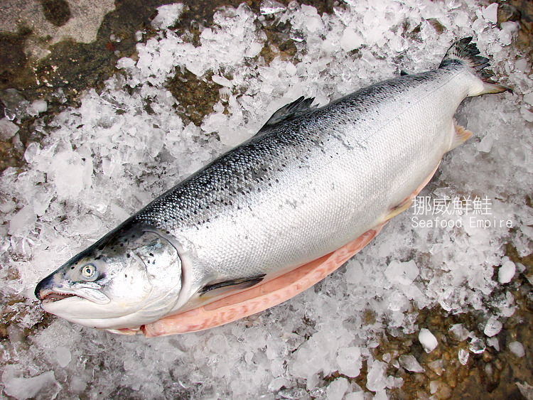 【魚大俠】FH054挪威鮭魚整尾原料(去肚內臟)6~8公斤/隻