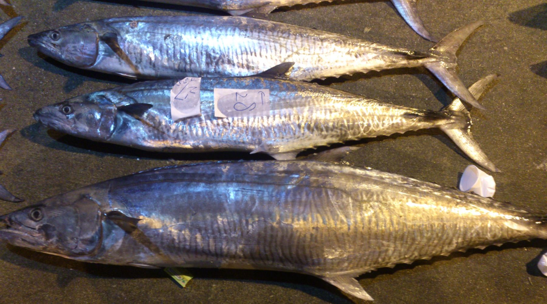 【魚大俠】FH007手釣活凍土魠魚6~9kg/尾