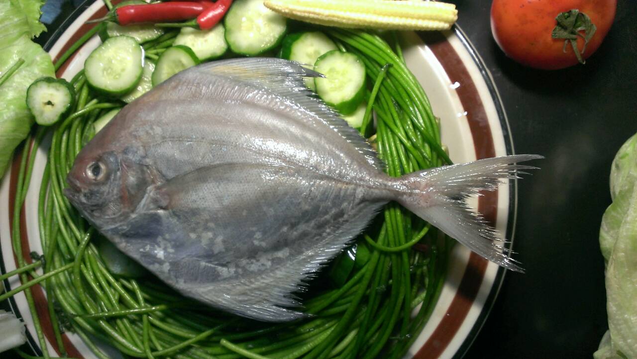 【魚大俠】FH043黑鯧魚500/600 $180/尾 鮮度一番