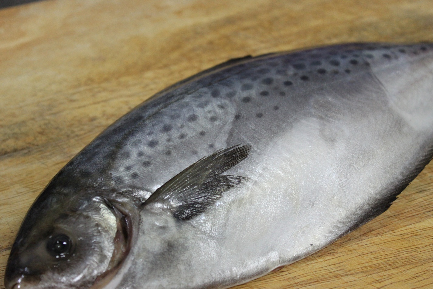 【魚大俠】FH038 智利花鯧魚(星點鯧400/500 $120/尾