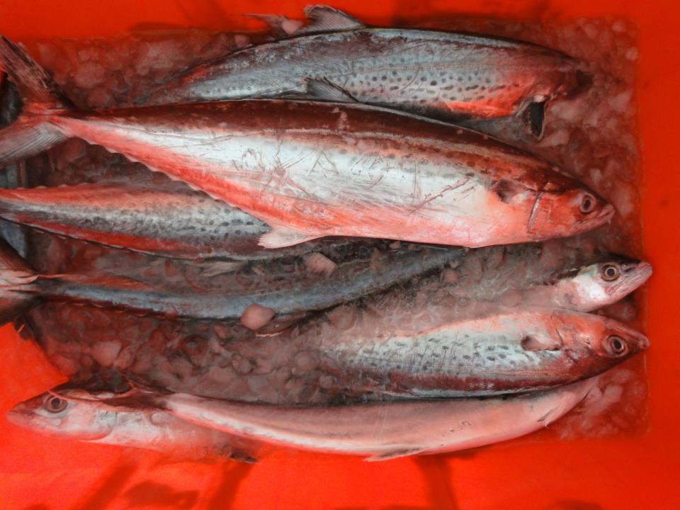 【魚大俠】FH016白北魚(闊北)4kg~5kg 過重計價