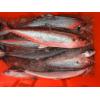 【魚大俠】FH016白北魚(闊北)4kg~5kg 過重計價