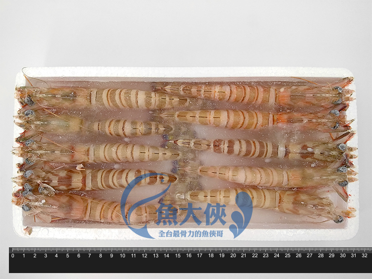 B2【魚大俠】SP068特選海明蝦(10尾/450g/盒)#俗稱斑節蝦
