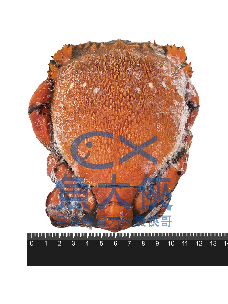 1J2A【魚大俠】SP082鮮美小規生凍旭蟹(約300g/隻)
