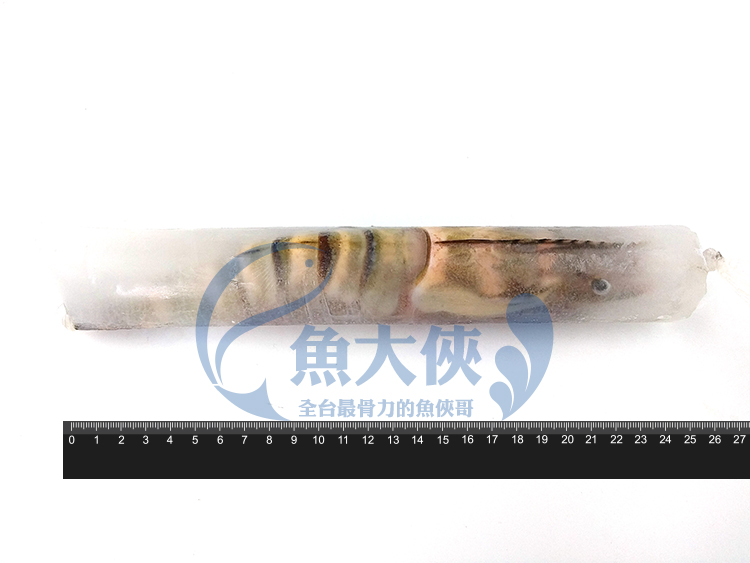 1H1A【魚大俠】PT016單凍肥豬蝦(140g/尾)