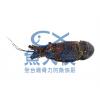 生凍-青殼龍蝦(150~200g/尾)-1E1B【魚大俠】SP099