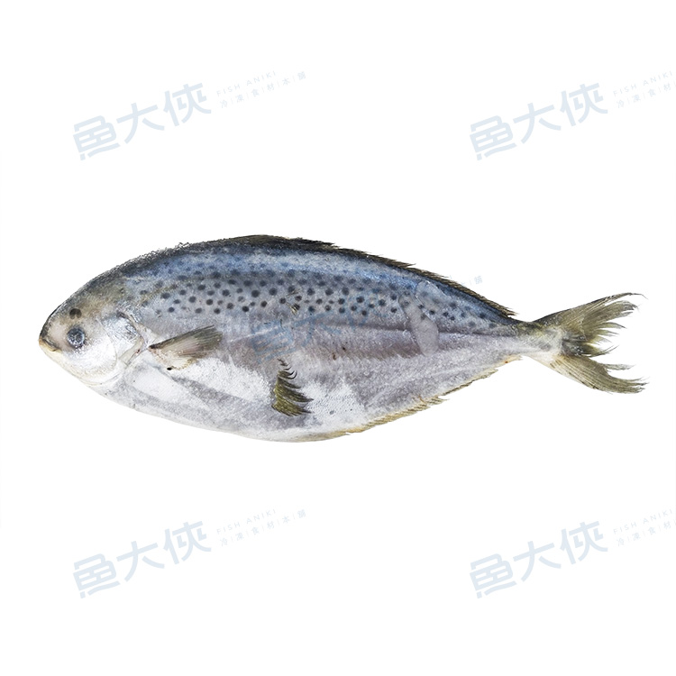 鮮凍-花鯧魚/星點鯧原料(200~300g/尾)#未處理-2F4B【魚大俠】FH037