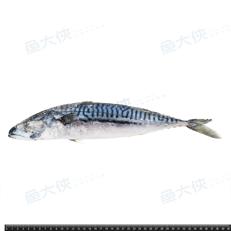 正挪威-鯖魚原料(600g/尾)#未處理-1D1A【魚大俠】FH151